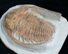 Rare Hamatolenus Trilobite - Long #8541-3
